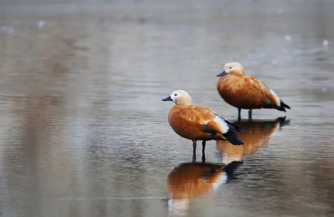 birdWatching