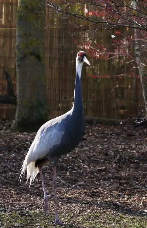 birdWatching