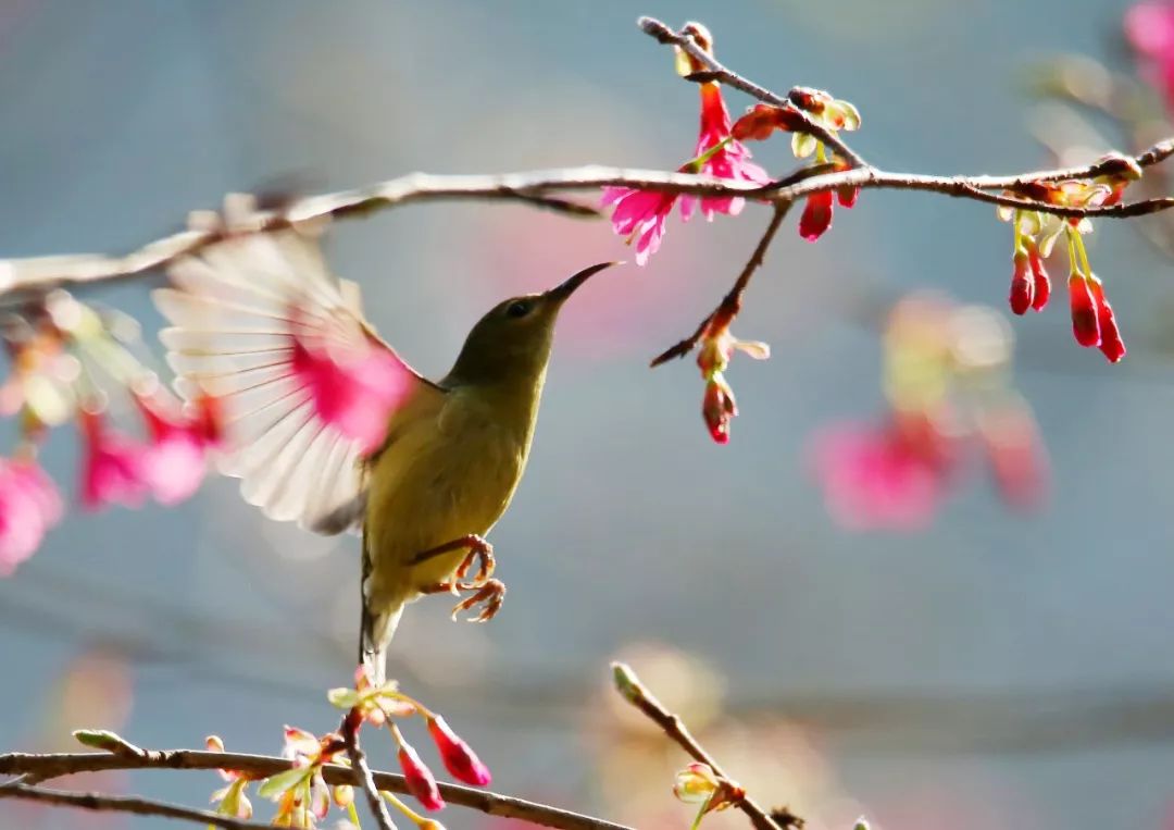 birdWatching