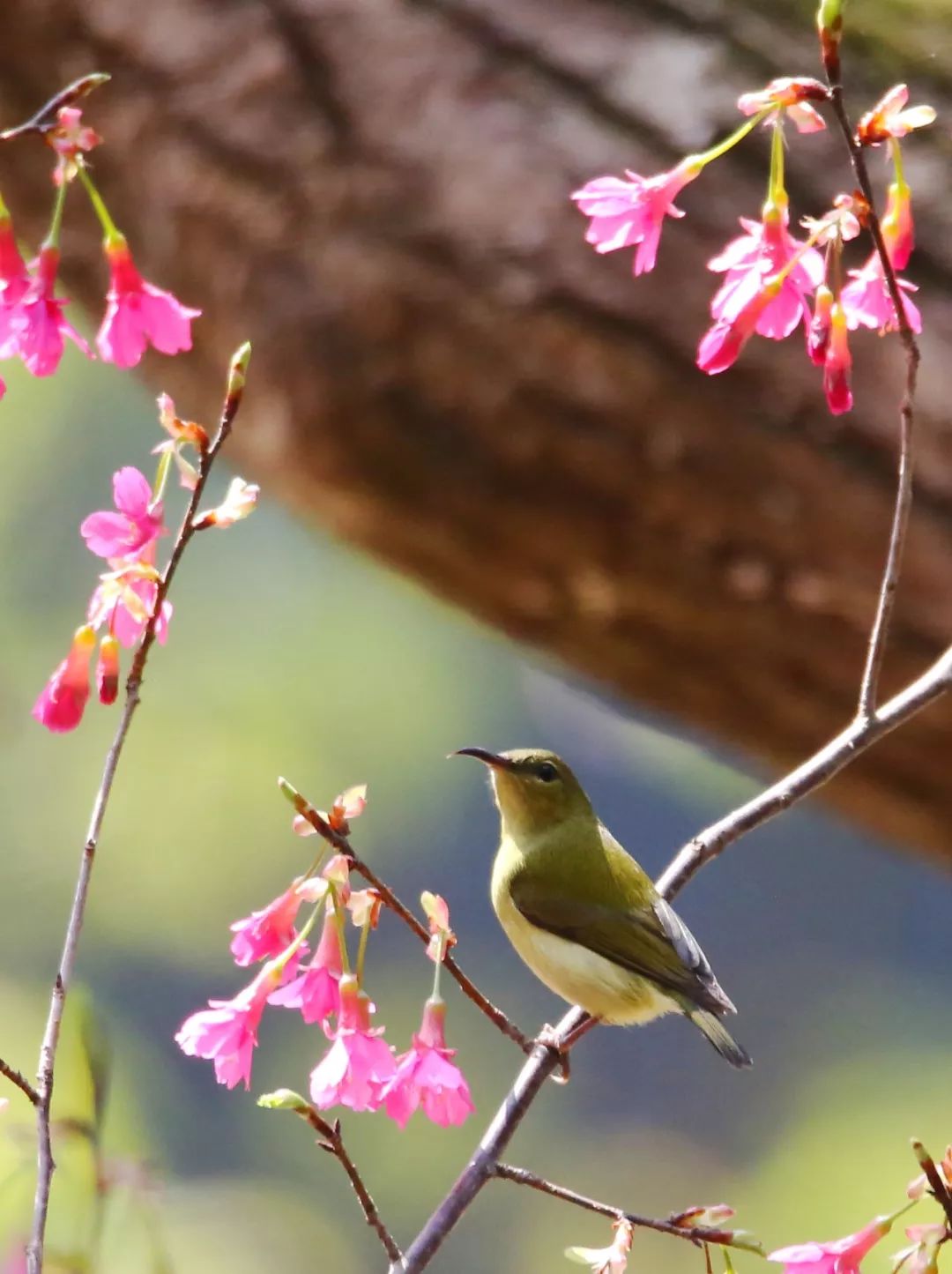 birdWatching