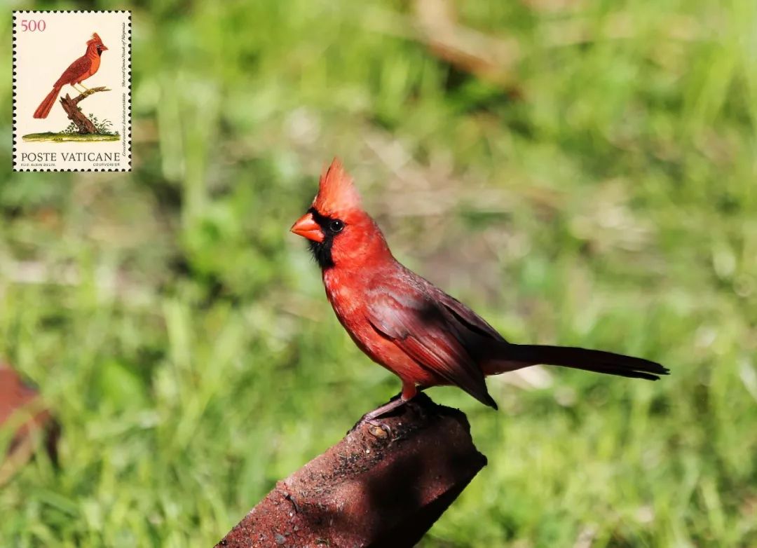 birdWatching
