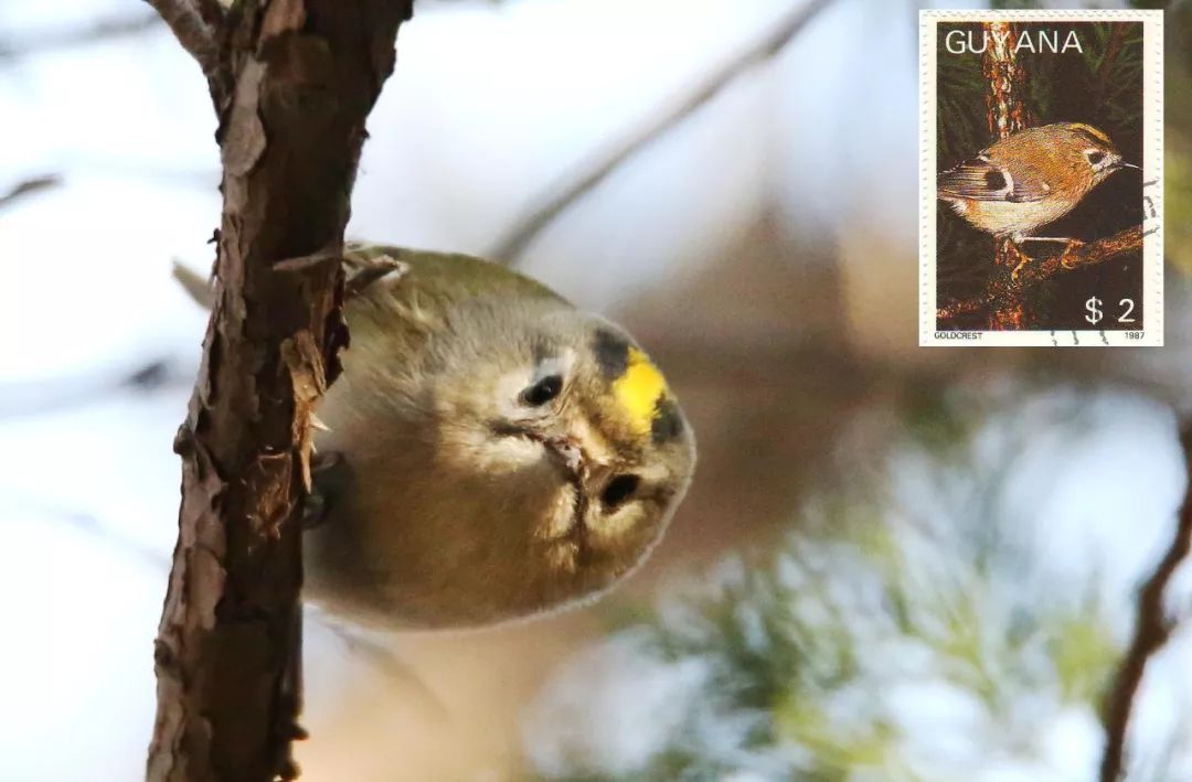 birdWatching