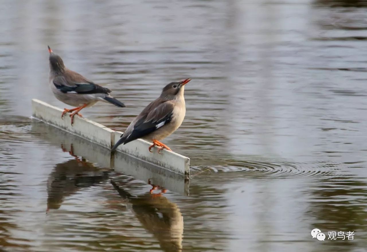 birdWatching
