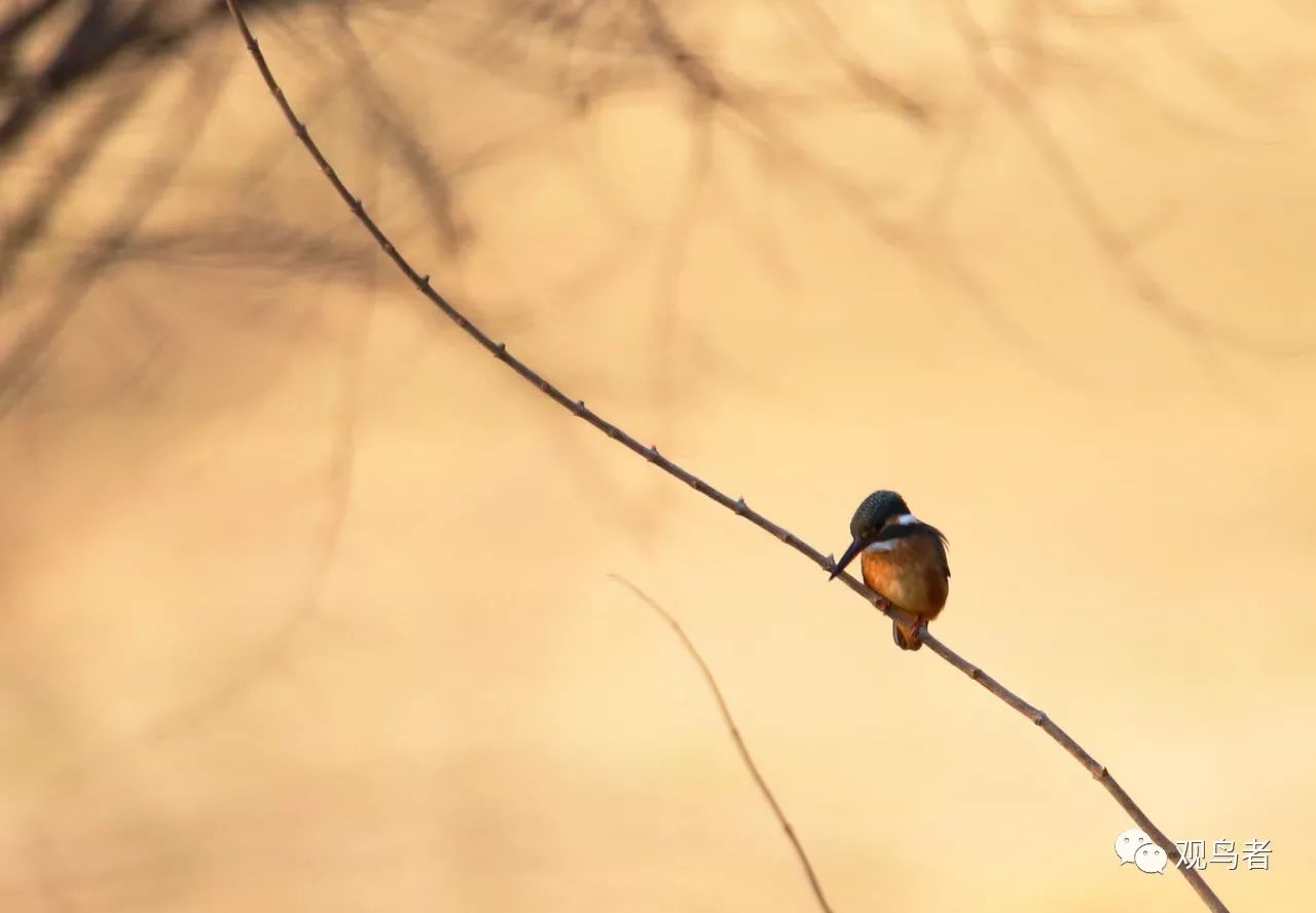 birdWatching