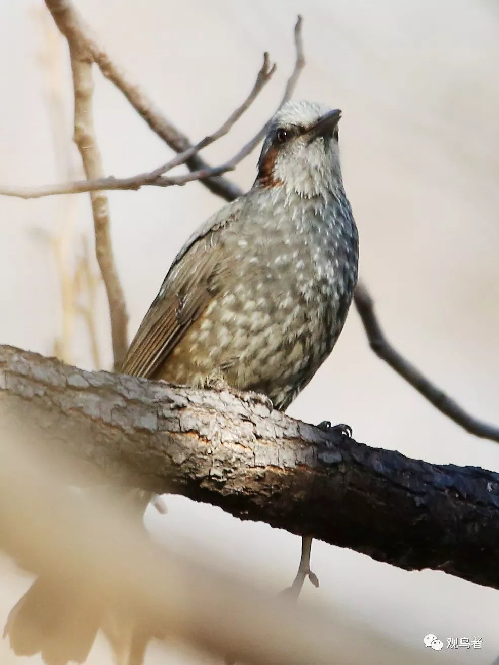 birdWatching