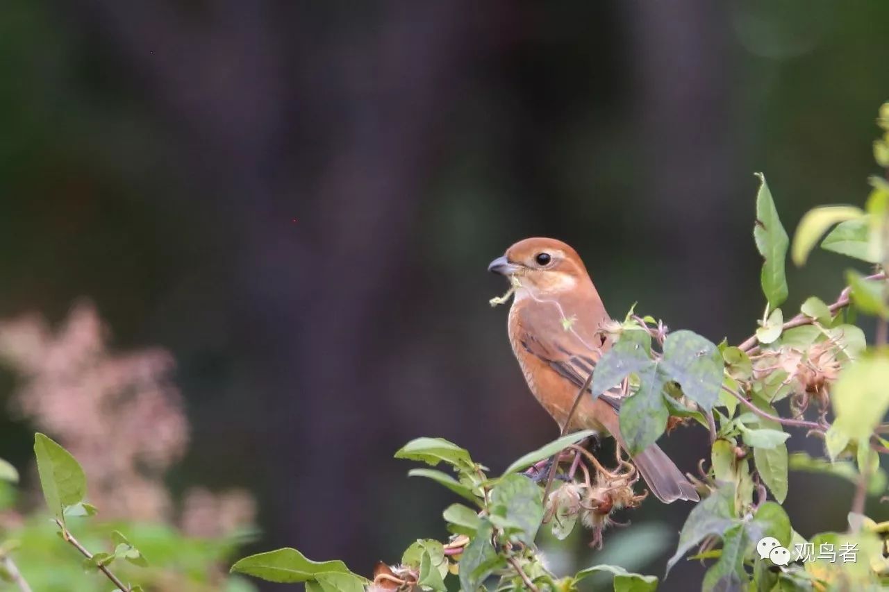 birdWatching