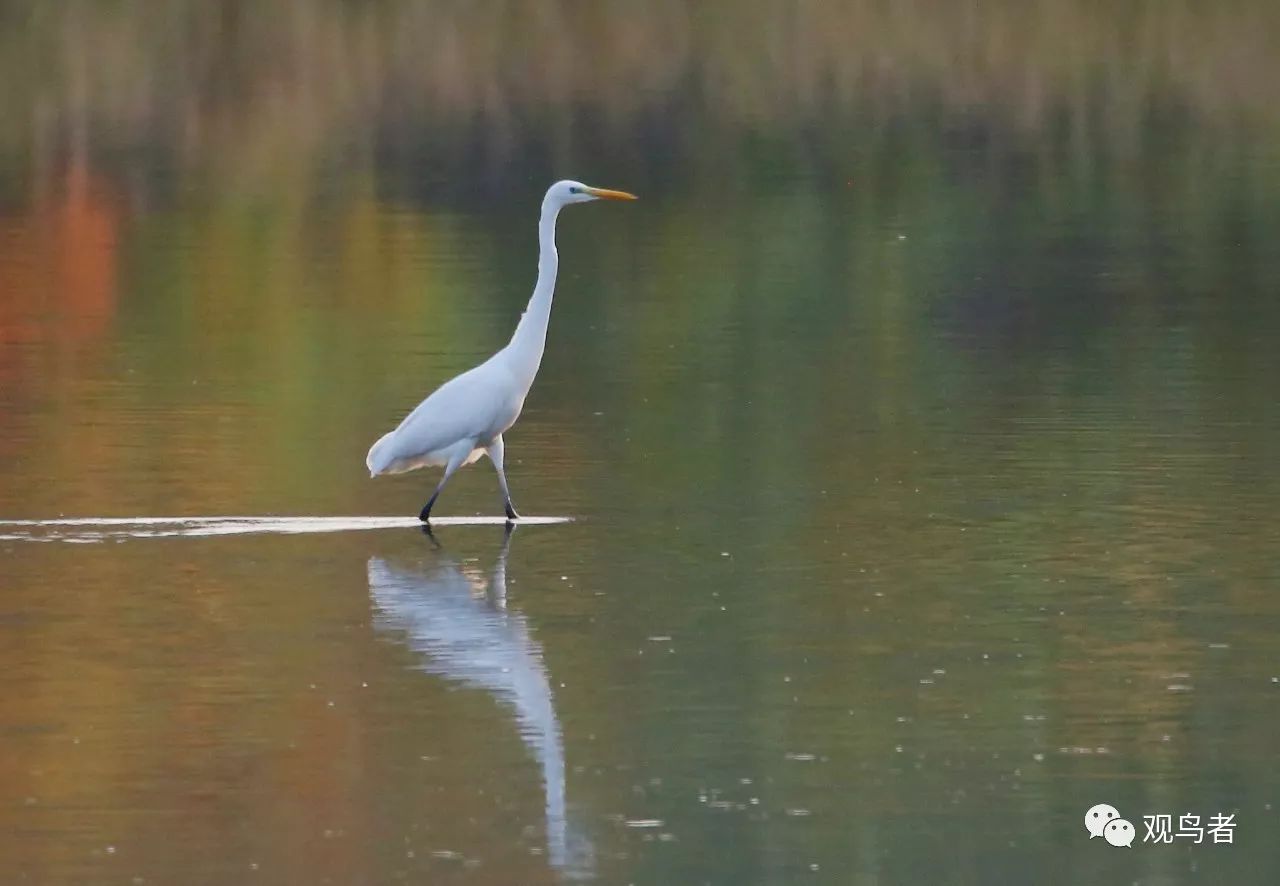 birdWatching
