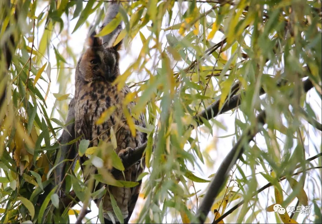 birdWatching