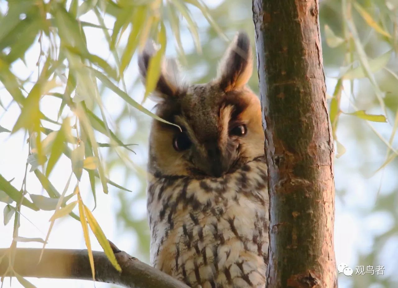 birdWatching