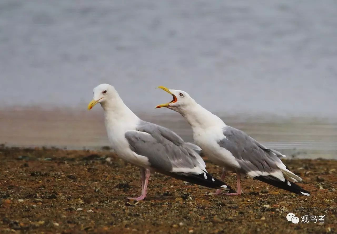 birdWatching