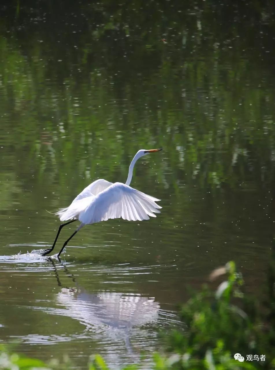 birdWatching