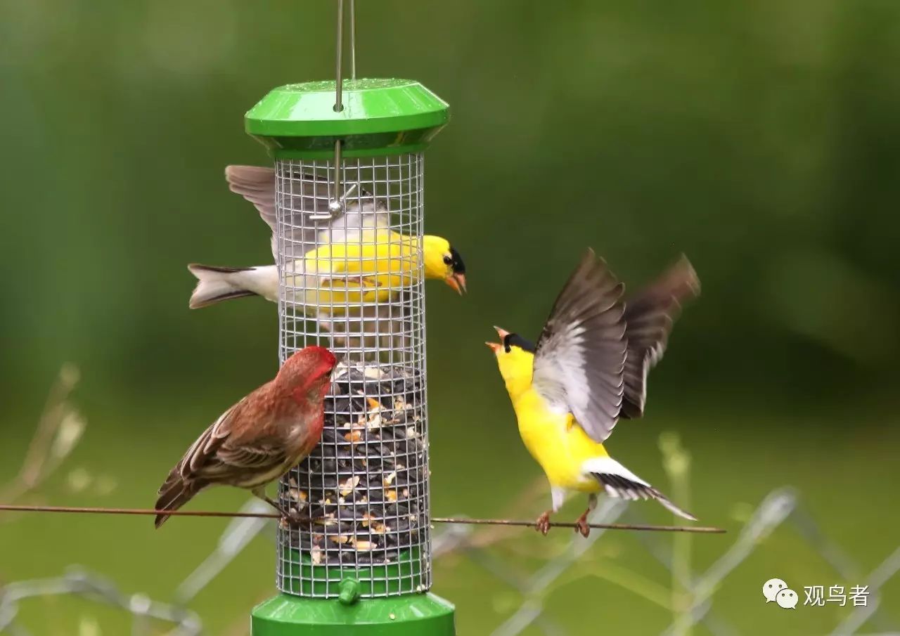 birdWatching