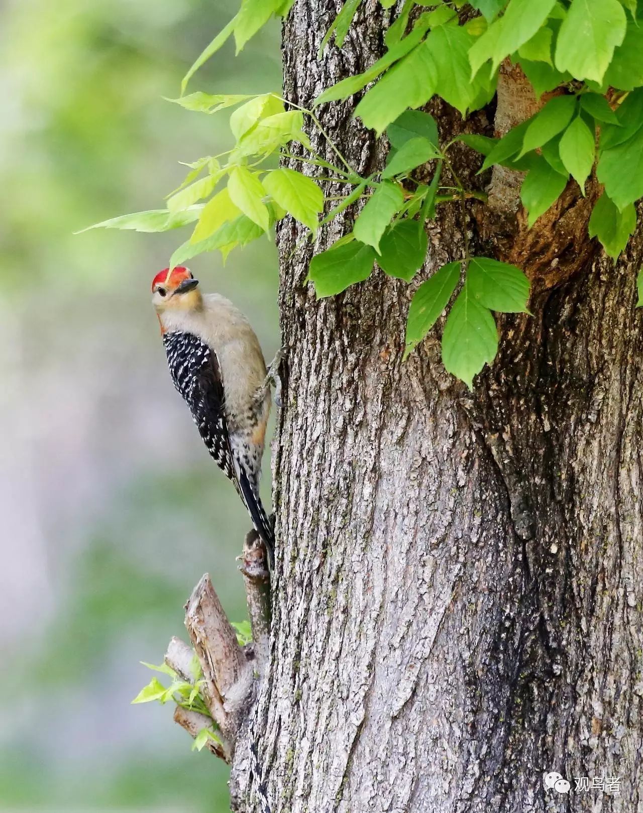 birdWatching