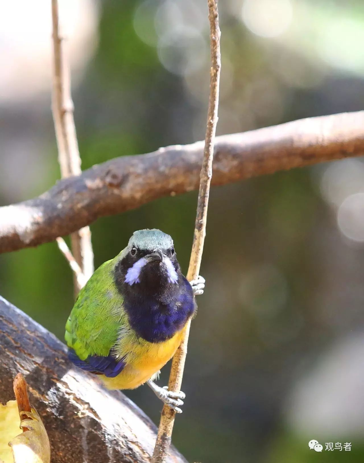 birdWatching