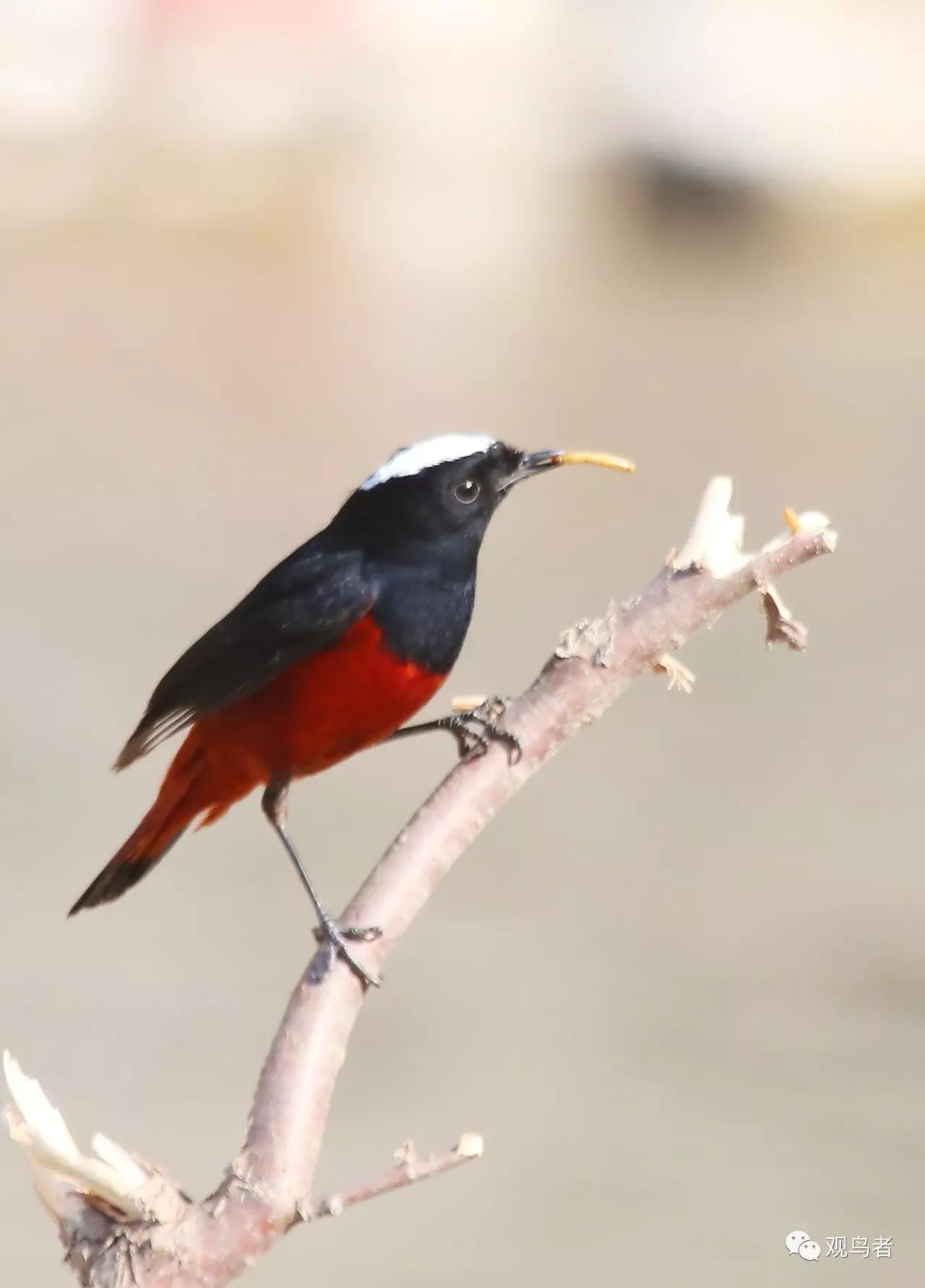 birdWatching