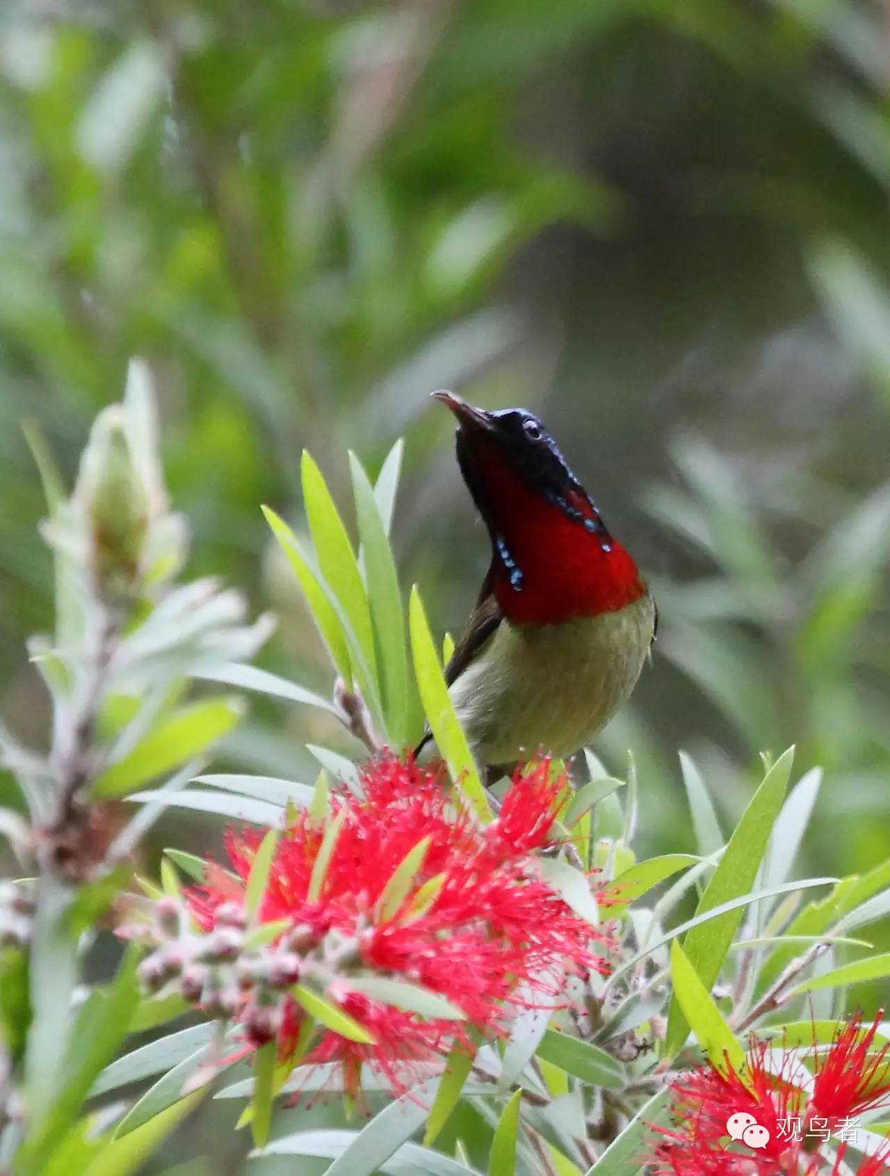 birdWatching