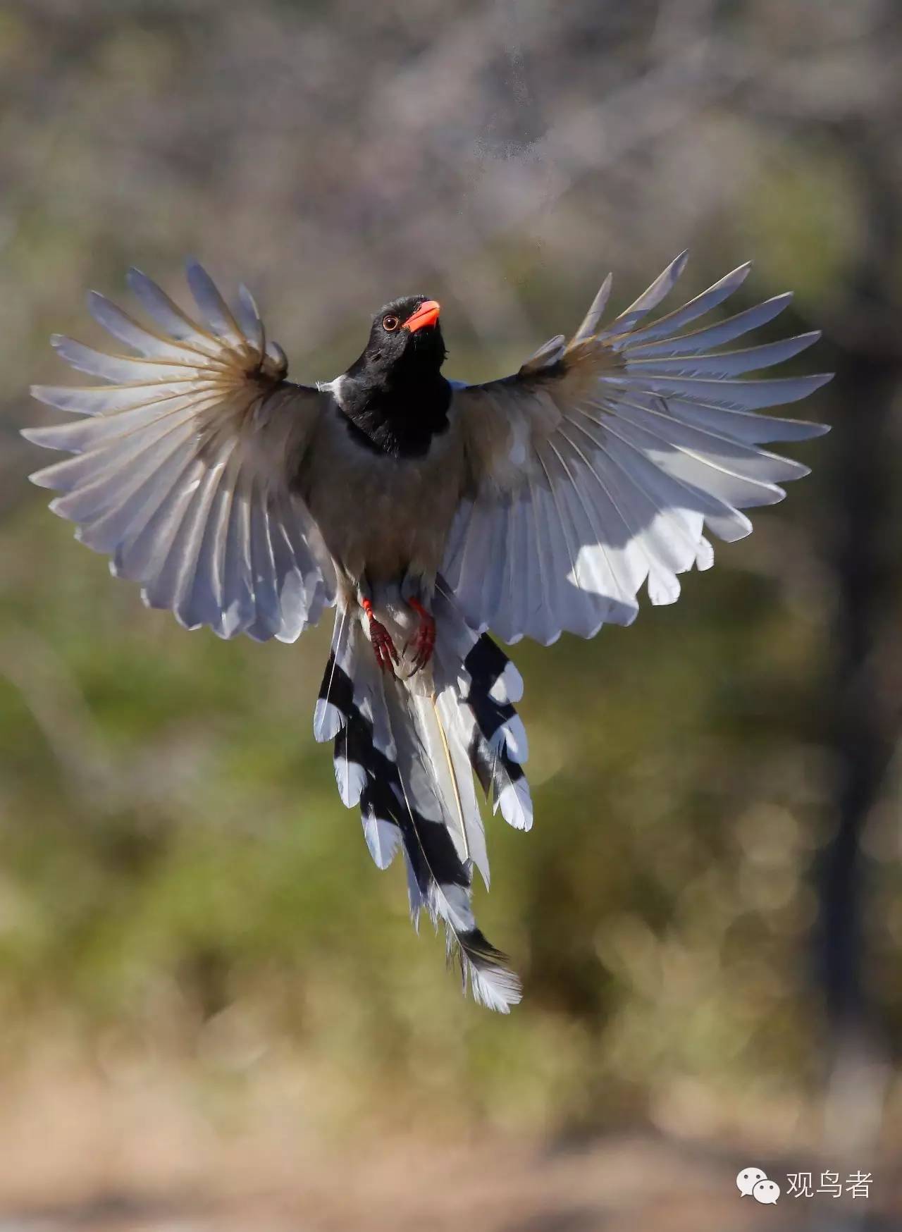 birdWatching