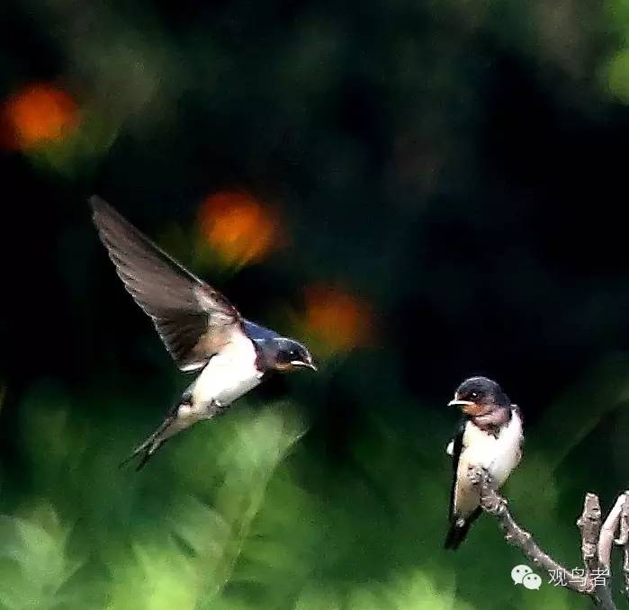 birdWatching