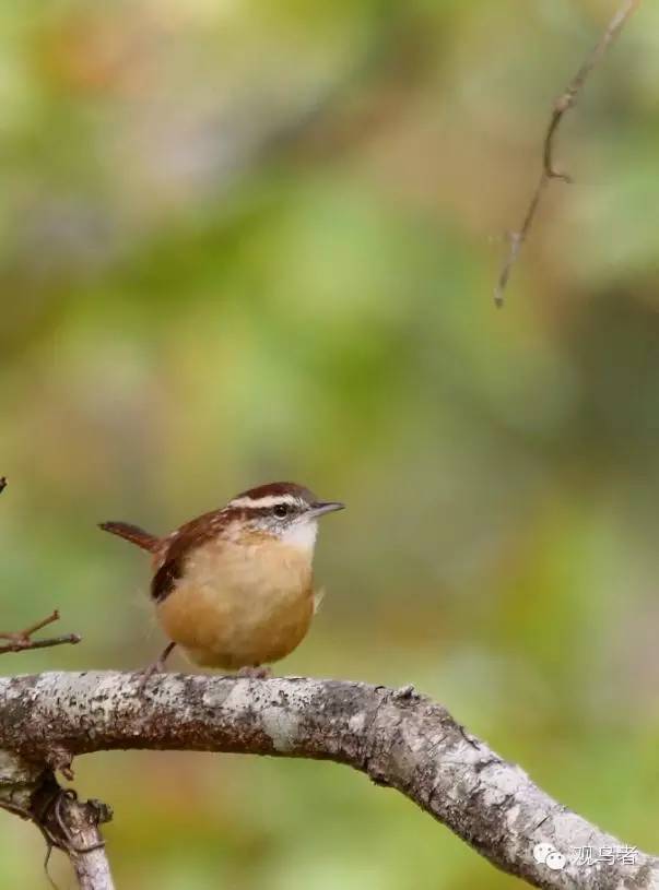 birdWatching