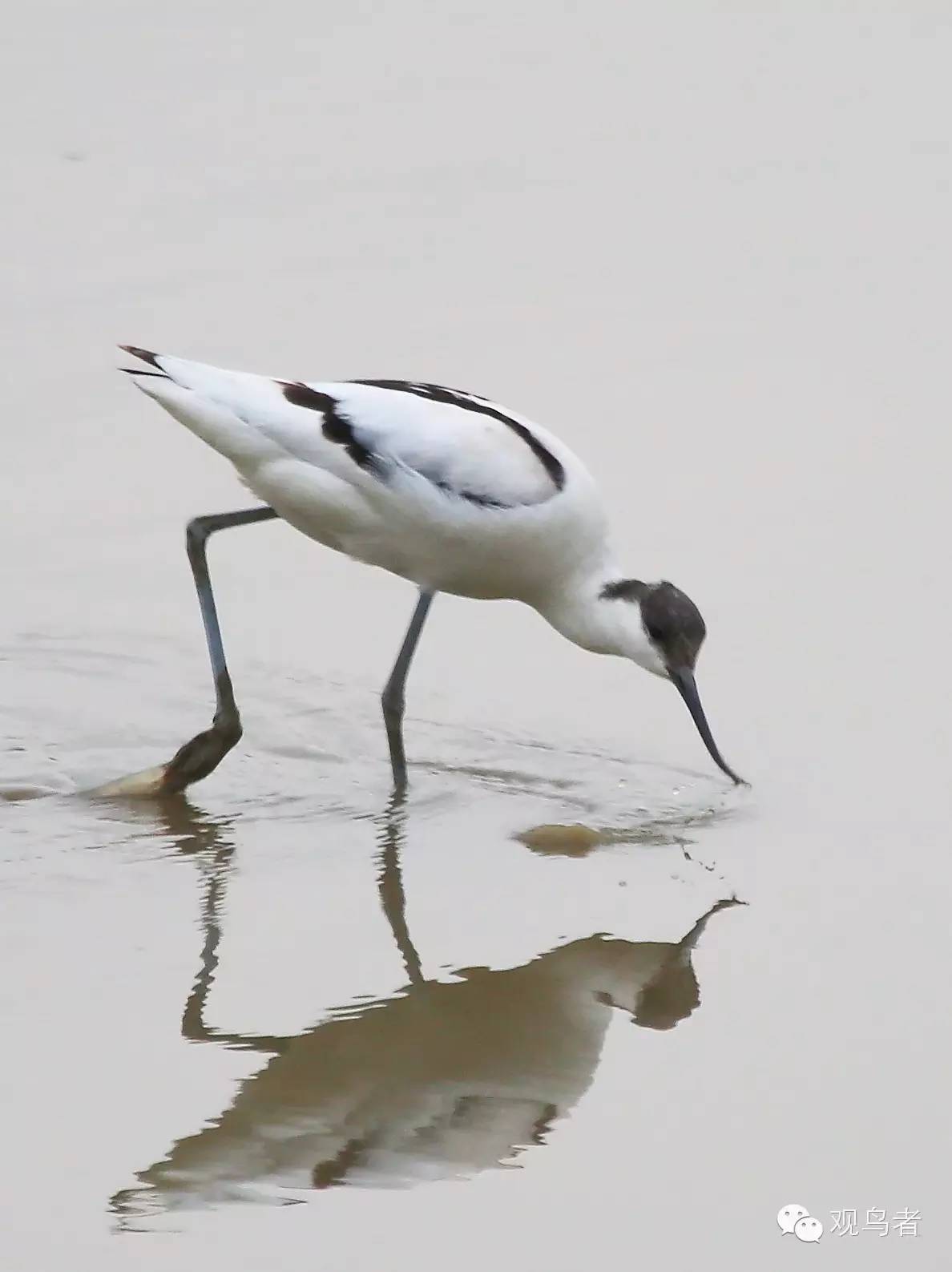 birdWatching