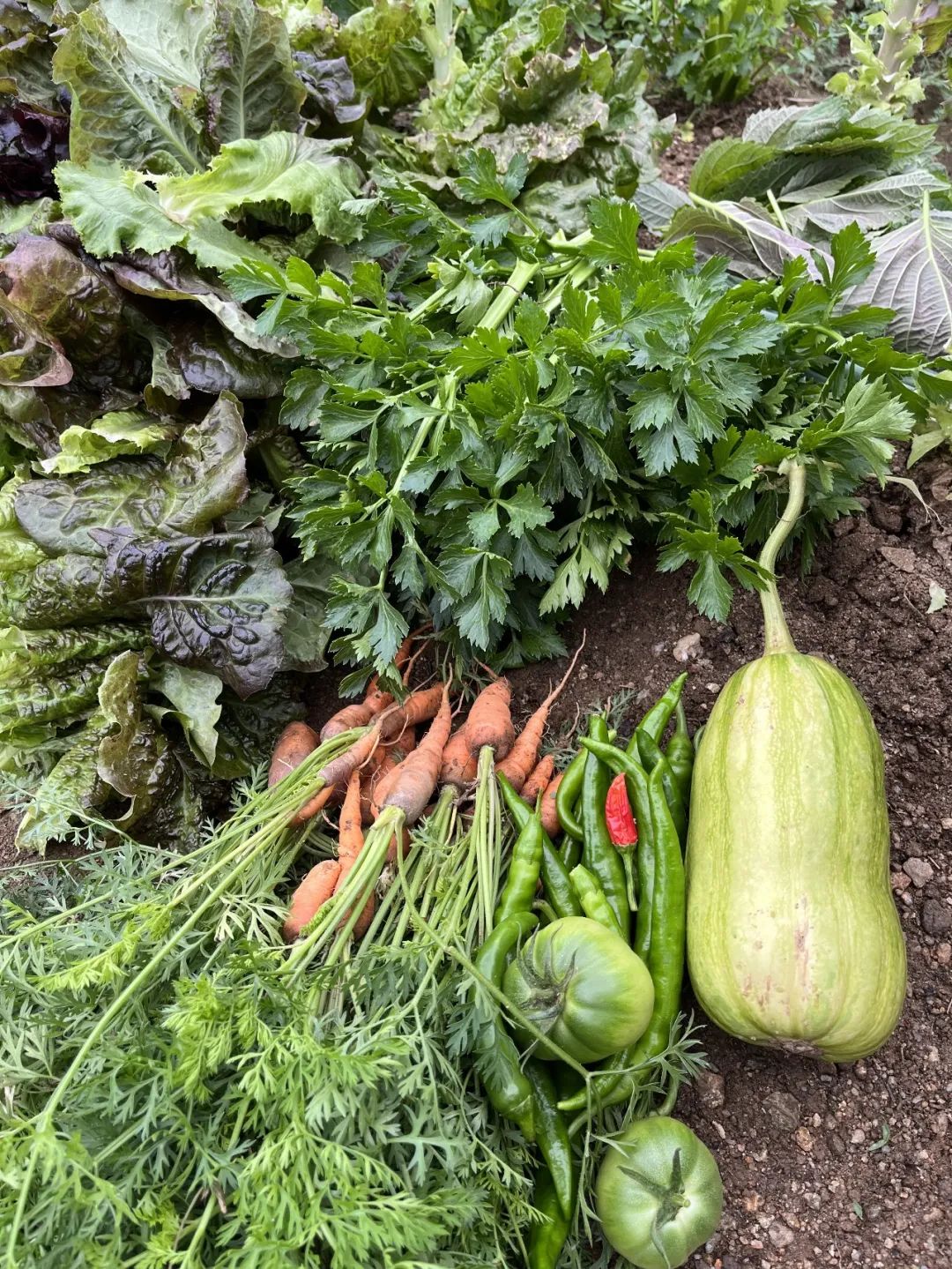 我在首尔都市农园种菜:从田园饮食到田园戏剧,菜地是我们融入城市的方法 | 良食专栏 我在首尔都市农园种菜:从田园饮食到田园戏剧,菜地是我们融入城市的方法 | 良食专栏
