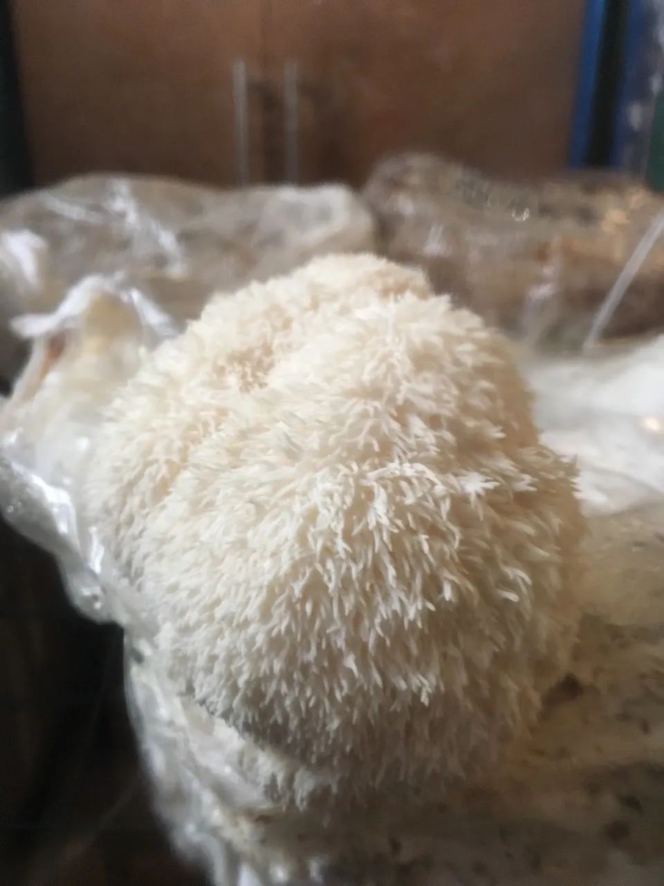 从地下室种蘑菇到纽约总督岛驻留艺术家，城市农业还可以这么玩？| 良食专栏