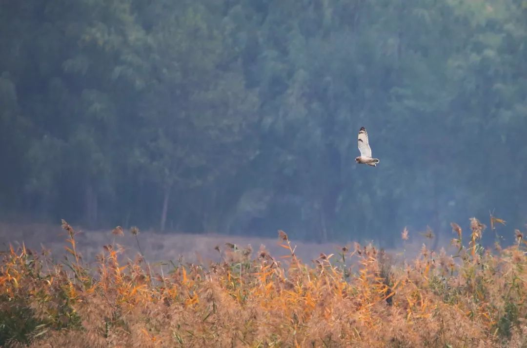 birdWatching