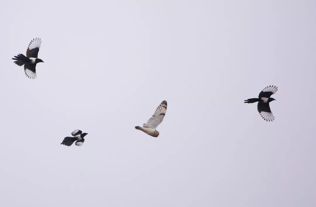 birdWatching