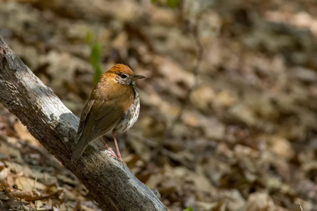 birdWatching