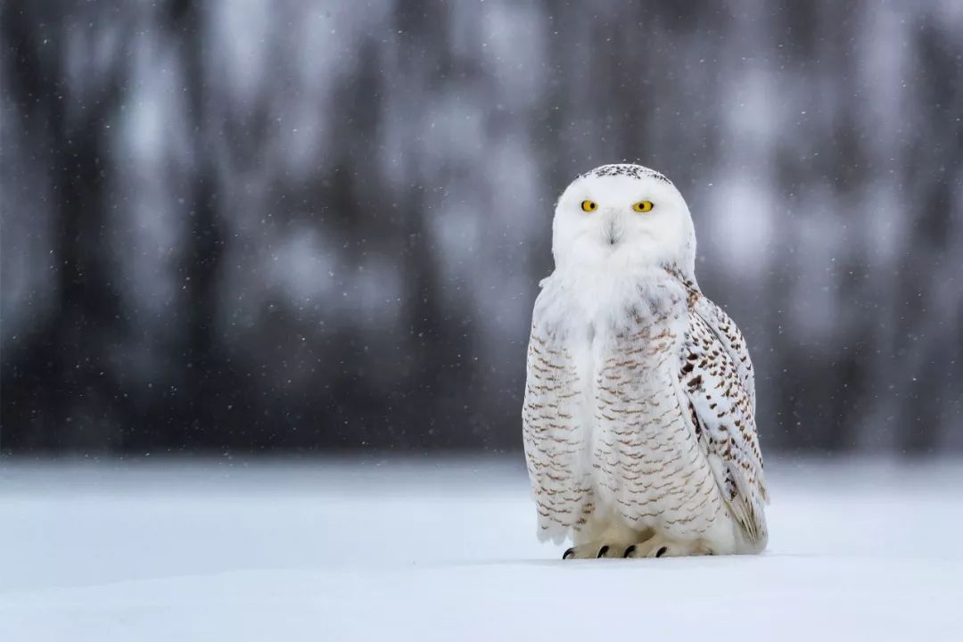 birdWatching