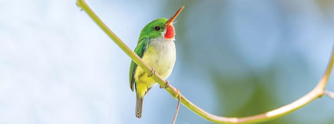 birdWatching