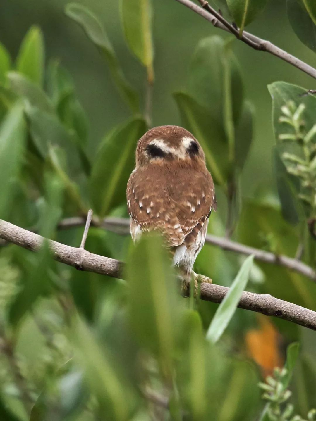 birdWatching