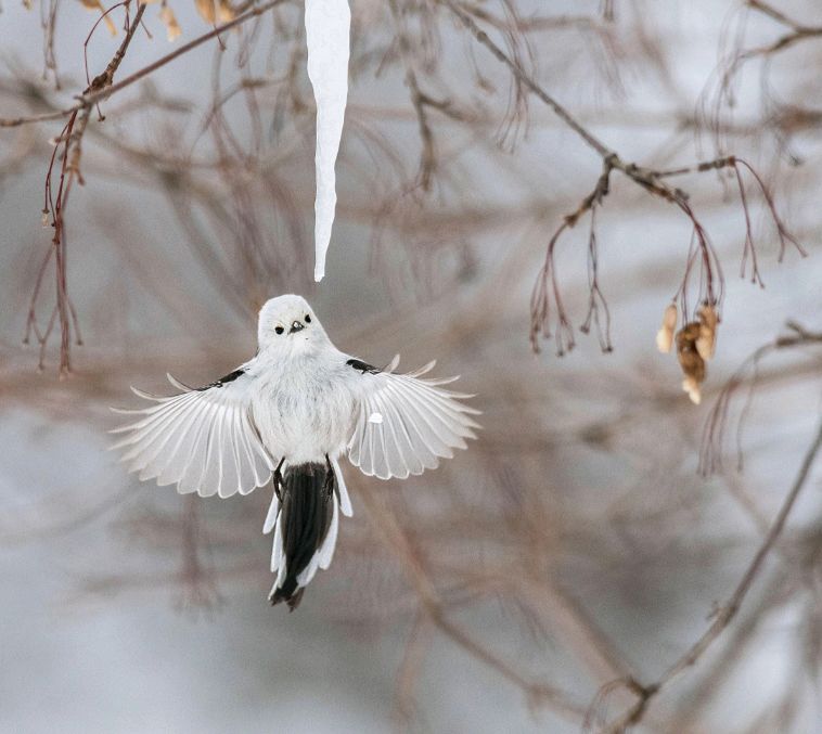 birdWatching