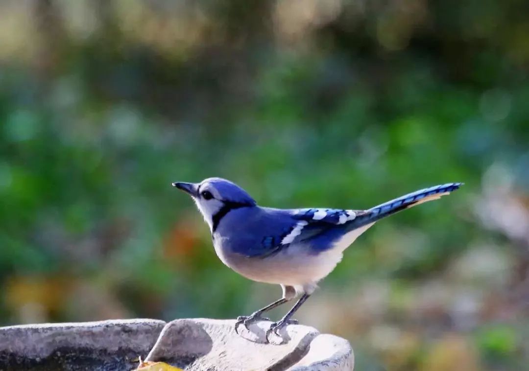 birdWatching