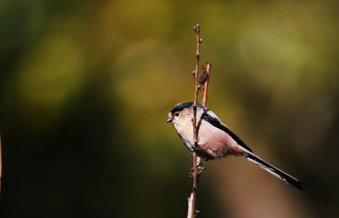 birdWatching