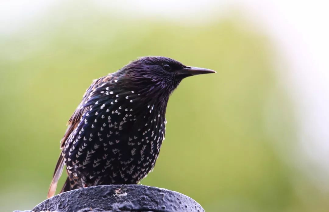 birdWatching