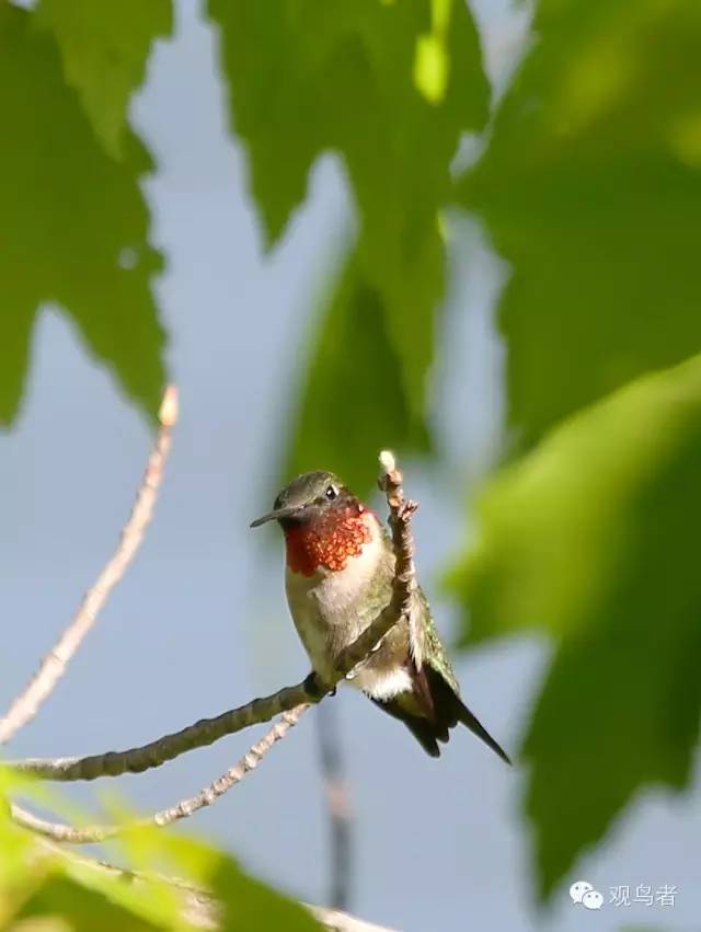 birdWatching