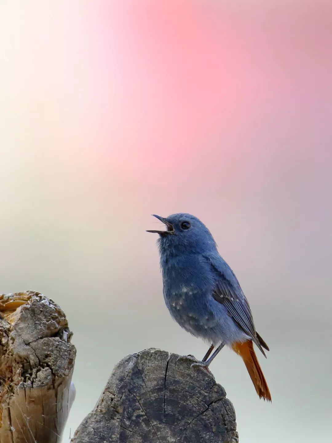 birdWatching