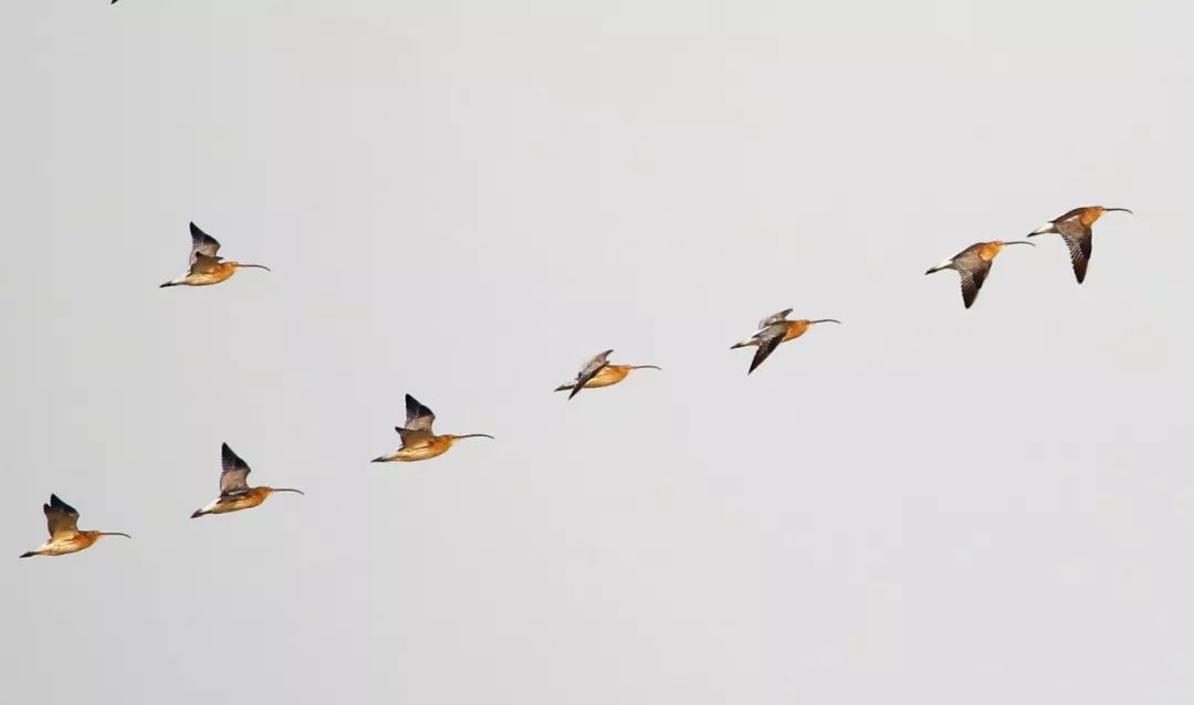 birdWatching