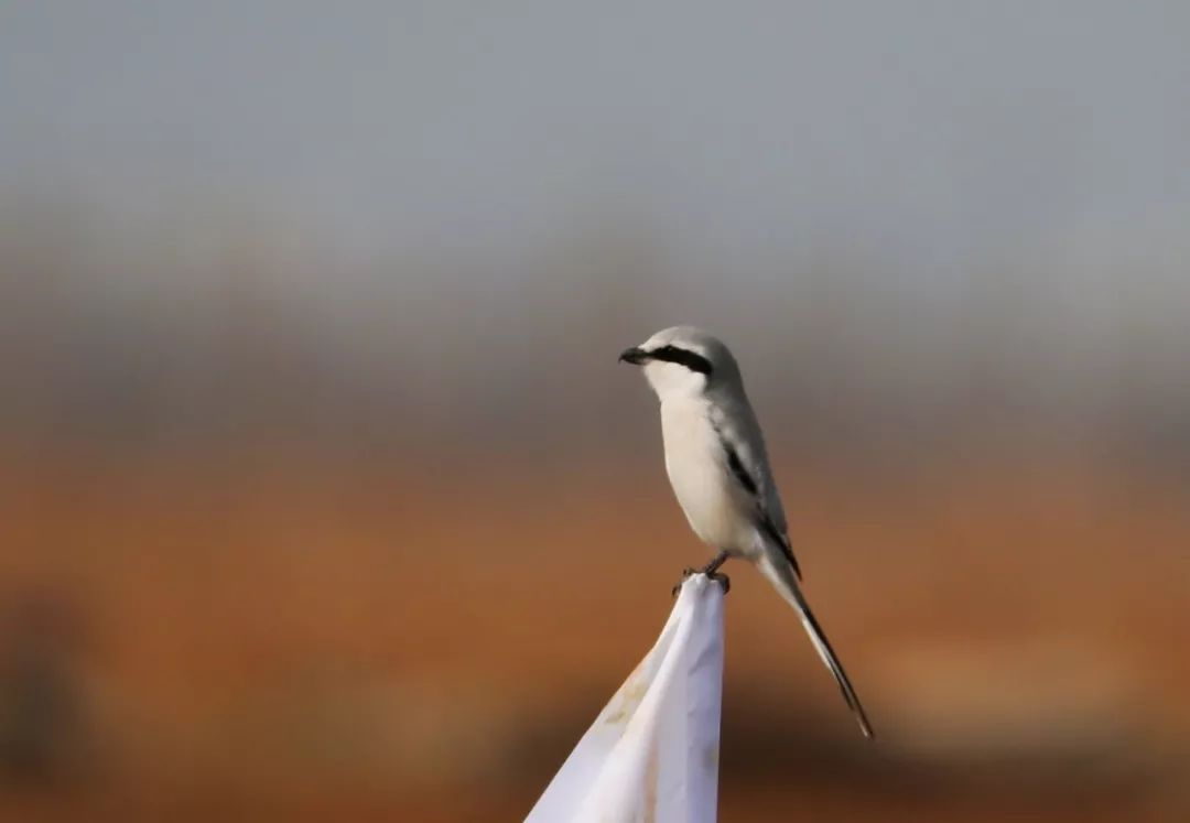 birdWatching