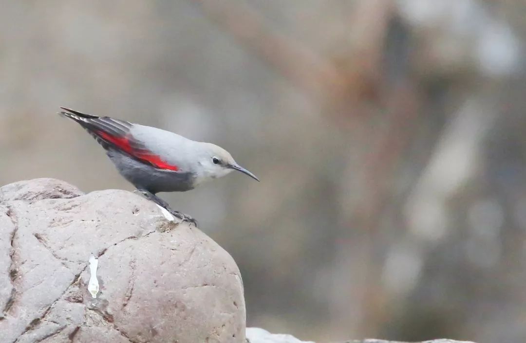 birdWatching