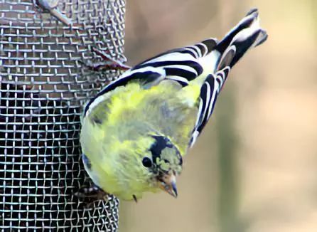 birdWatching