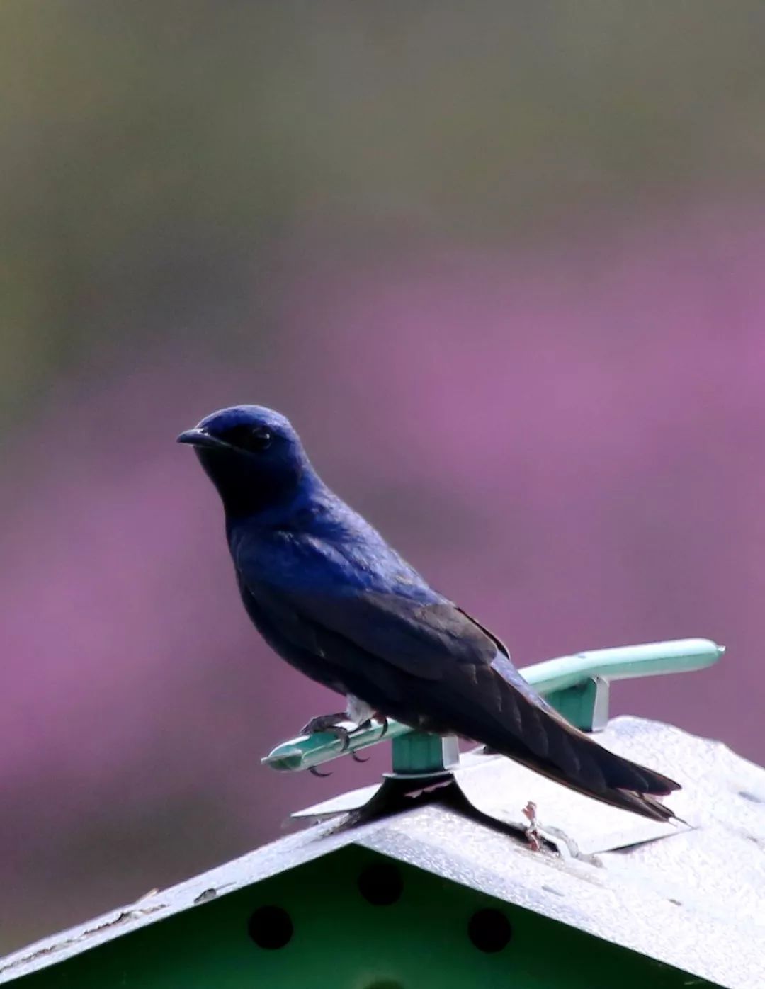 birdWatching