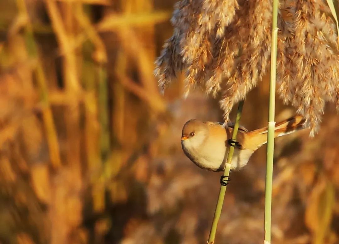 birdWatching