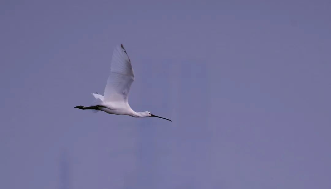 birdWatching