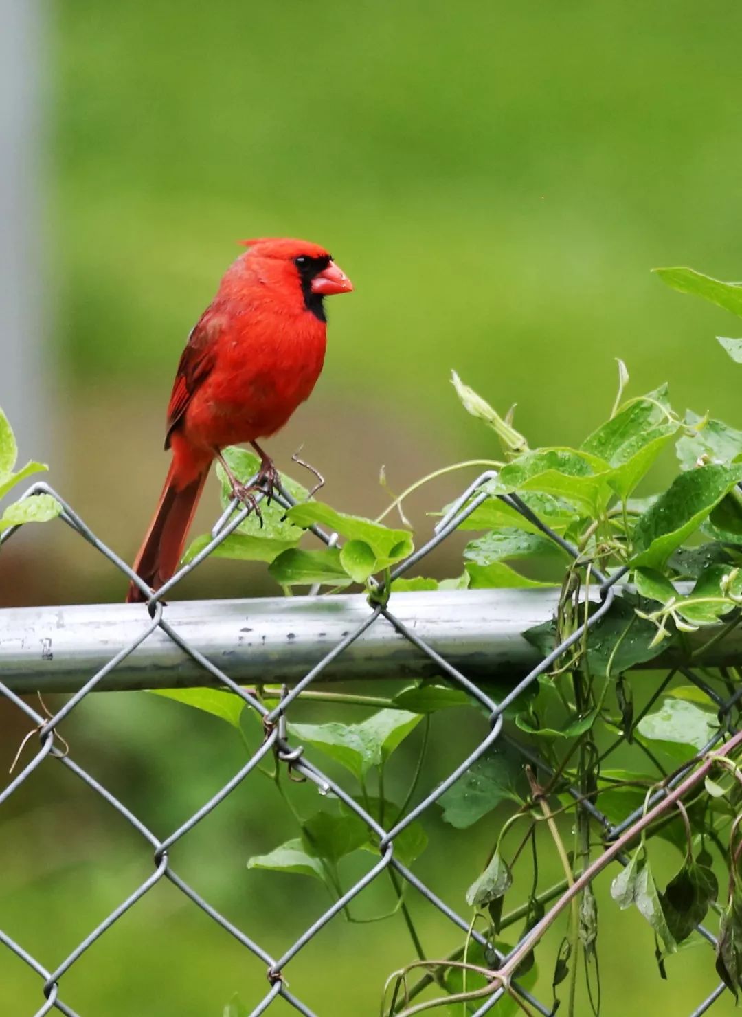 birdWatching