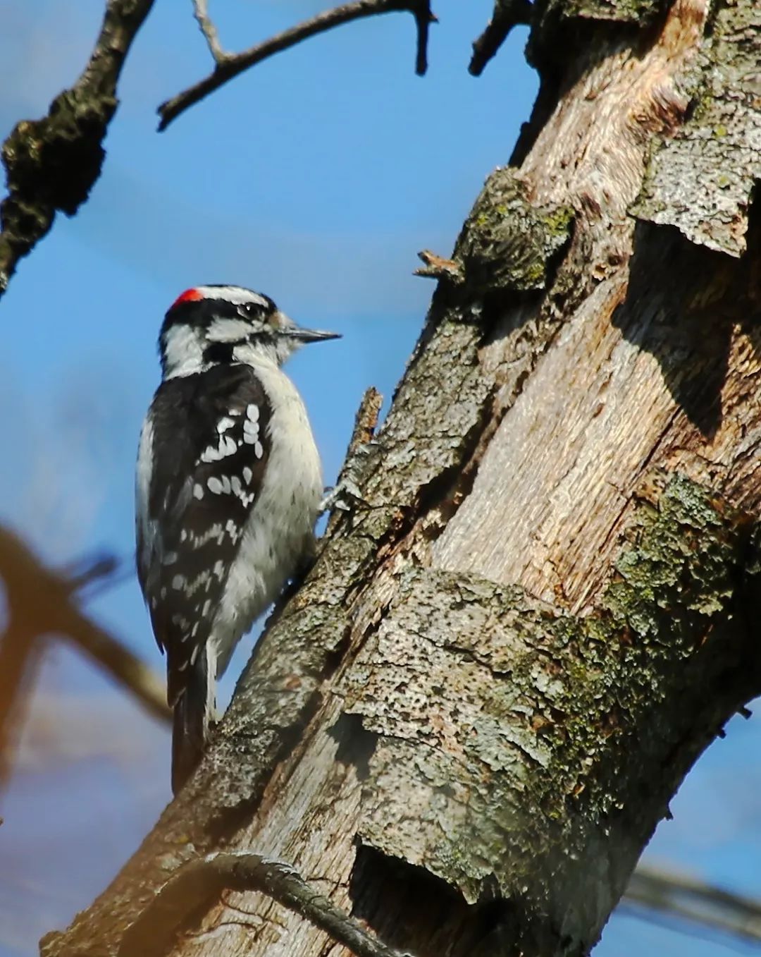 birdWatching