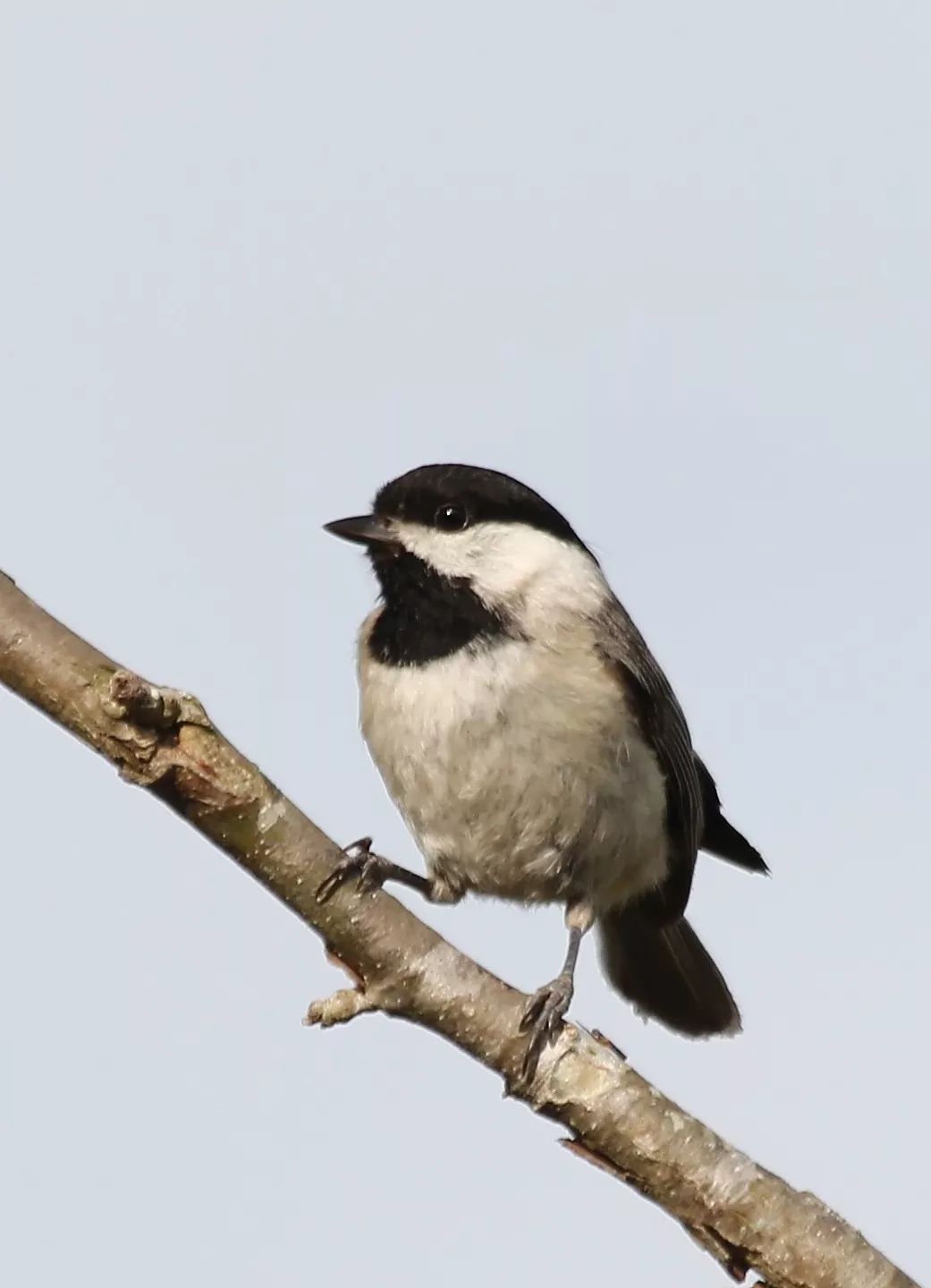 birdWatching