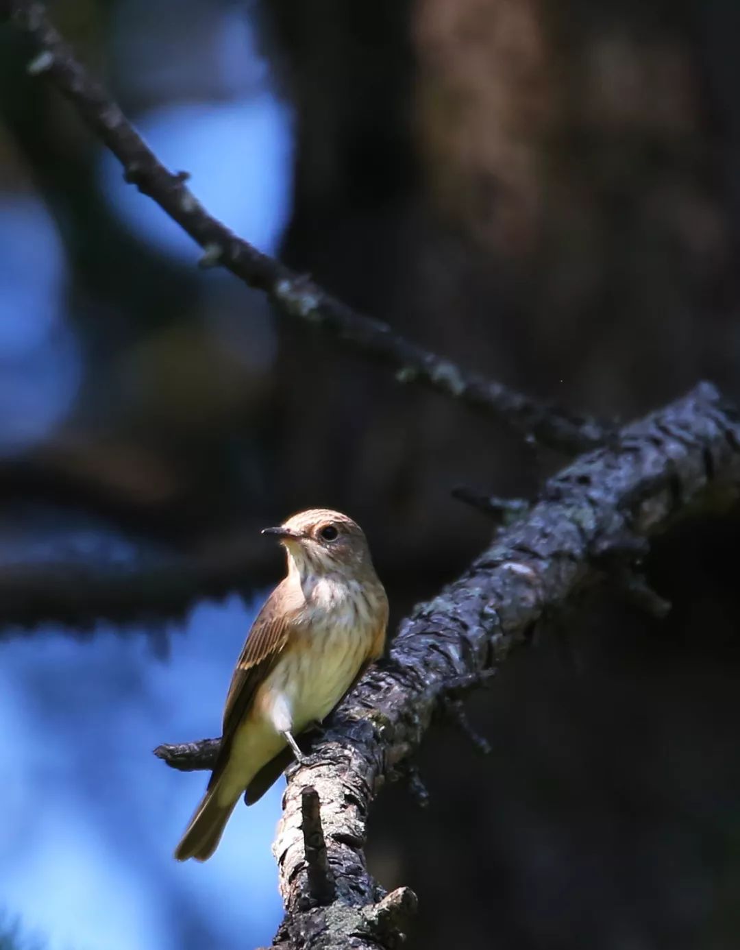 birdWatching