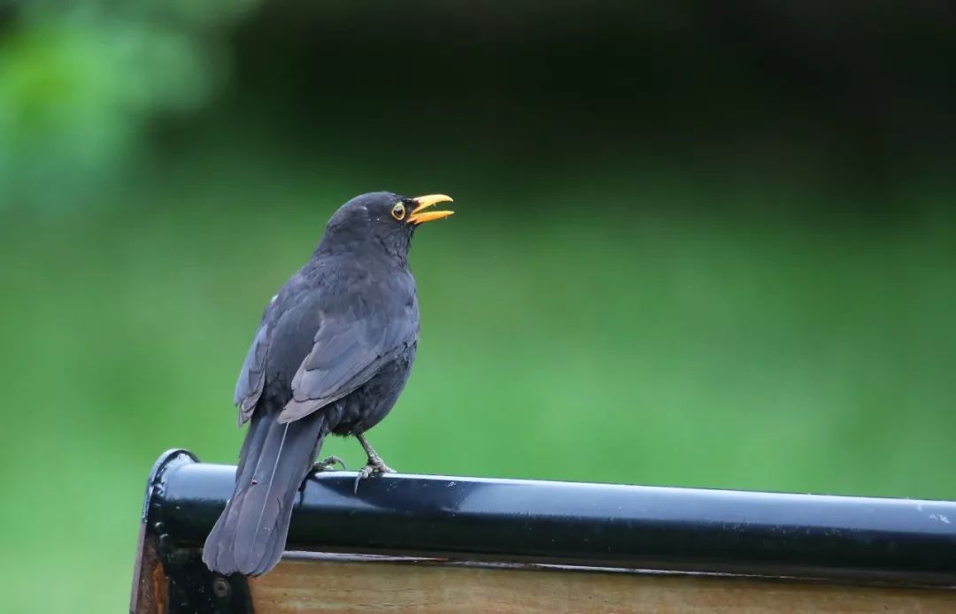 birdWatching